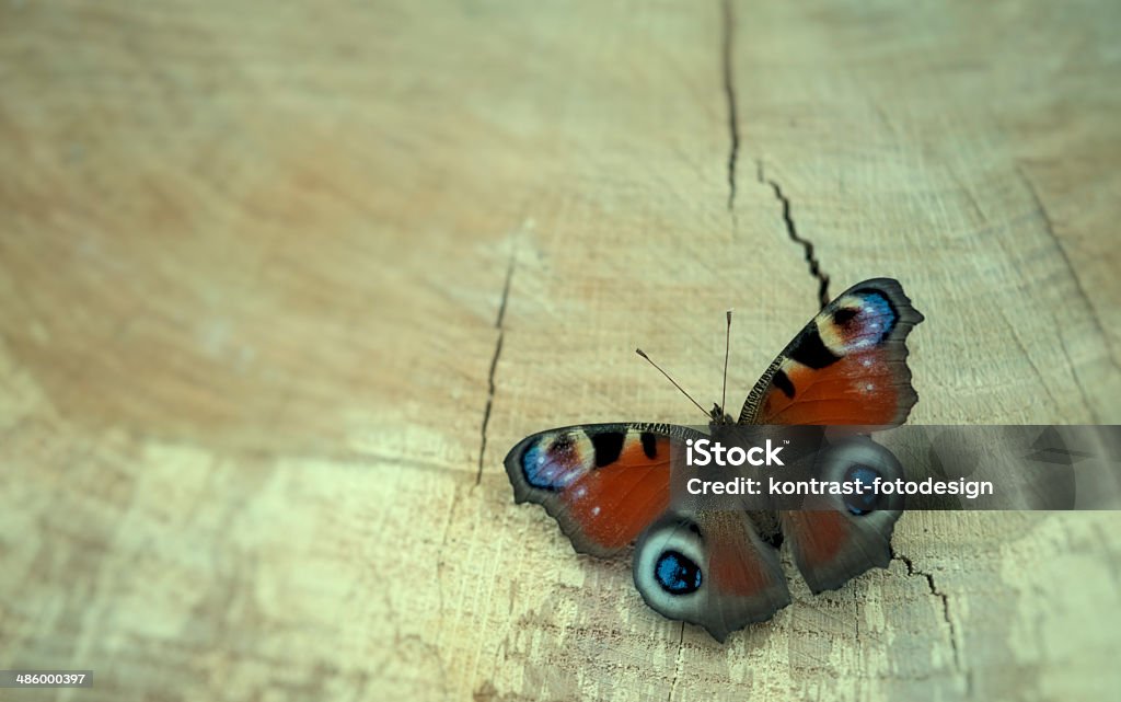 Borboleta Pfauenauge - Royalty-free Descolar - Atividade Foto de stock