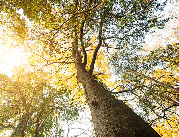 istock warm spring sun shining through the canopy of tall  trees 486000641