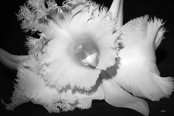 A macro photograph of a Hair Pig Orchid.Photography processed in black and white.