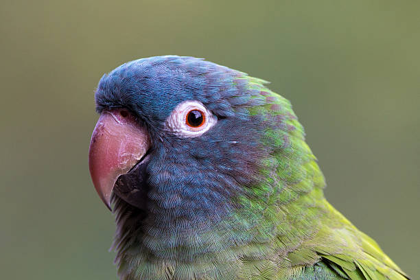 Blue crowned conure stock photo