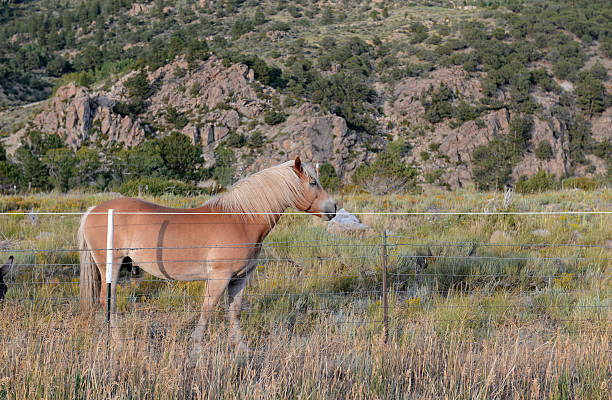 istock Horse with blond mane on ranch in the mountains 486001474