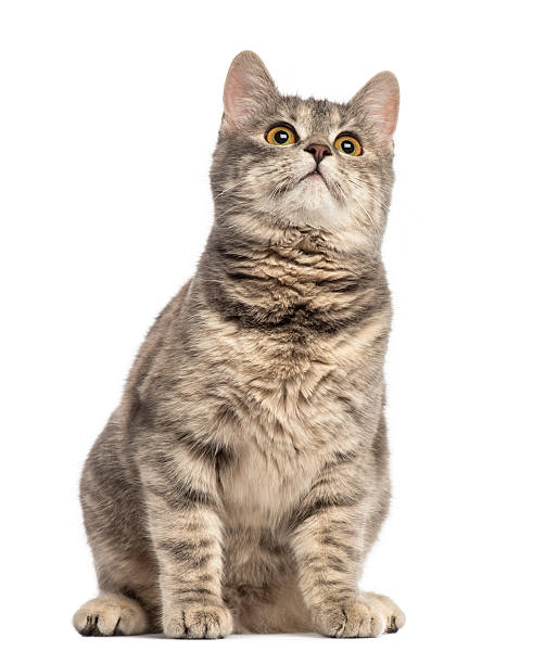 istock European Shorthair (6 months old) 486002209