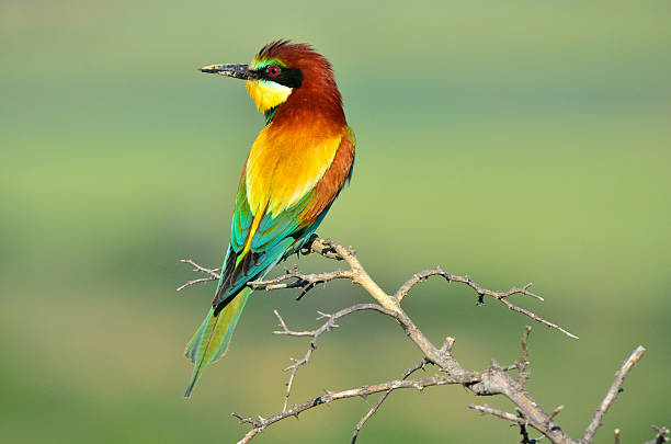 istock Colorful birds on a branch 486002393