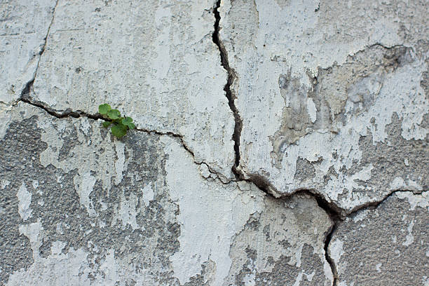 istock the plant in a crack 486002423