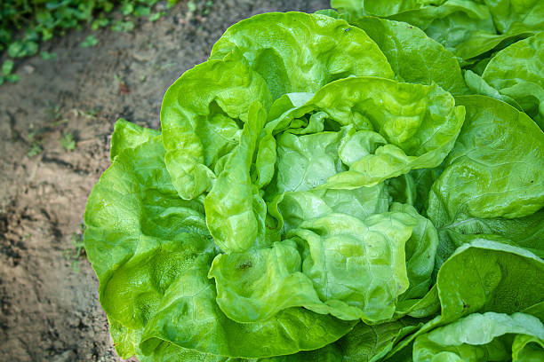 lechuga frescas - vegetable garden vegetable high angle view weeding fotografías e imágenes de stock