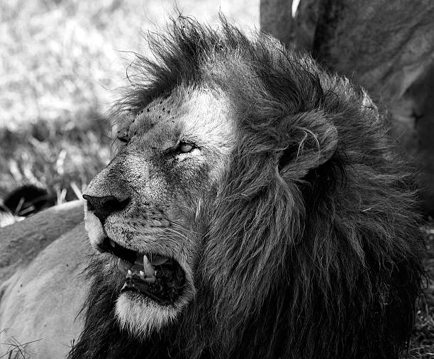 istock Predator King Lion at wild with Flies - under shadow 486003839