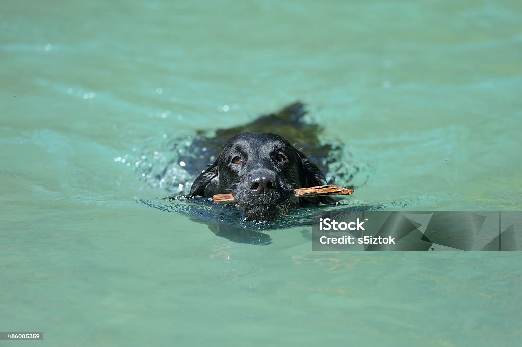 Black retriever trzyma Kij w lazurowej wodzie - Zbiór zdjęć royalty-free (Aportować)