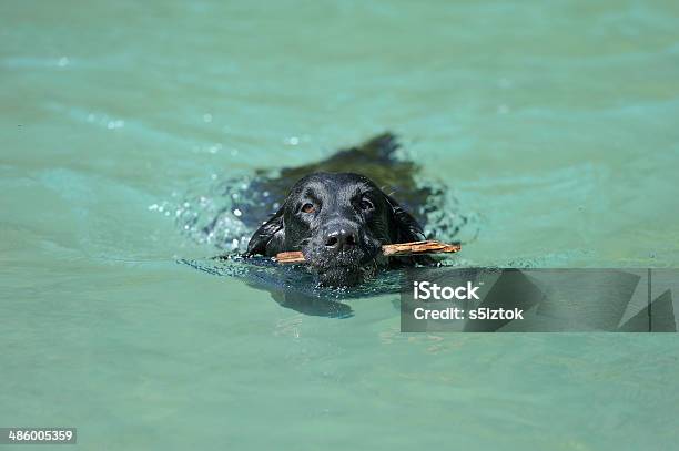 Black Retriever Trzyma Kij W Lazurowej Wodzie - zdjęcia stockowe i więcej obrazów Aportować - Aportować, Bez ludzi, Część ciała zwierzęcia