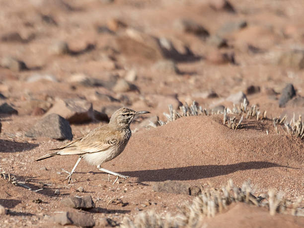 istock (Greater) Hoopoe Lark, Alaemon alaudipes 486005397