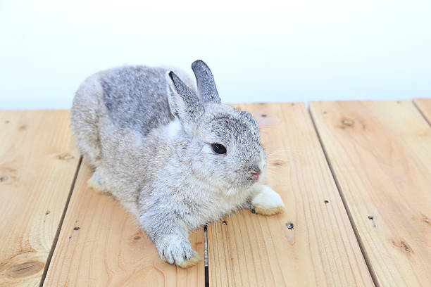 istock grey Netherland dwarf rabbit on wood board 486006248