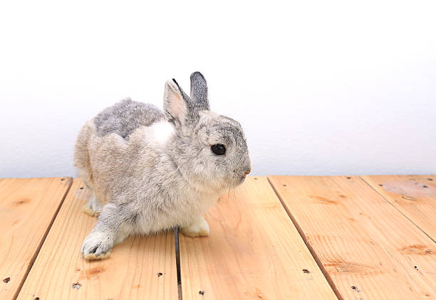 istock grey Netherland dwarf rabbit on wood board 486006276