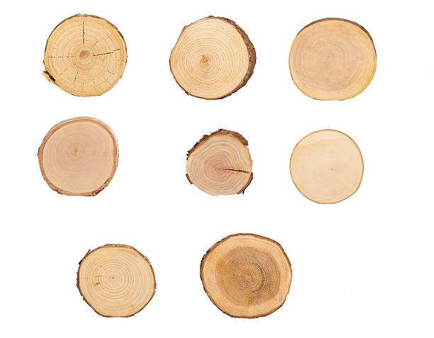 sectional vista del árbol - cross shape cross rough wood fotografías e imágenes de stock