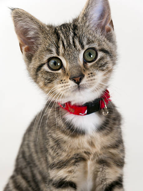 istock Cute kitten staring wide eyed at the camera 486007316