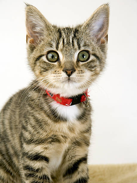 istock Cute kitten staring wide eyed at the camera 486007320