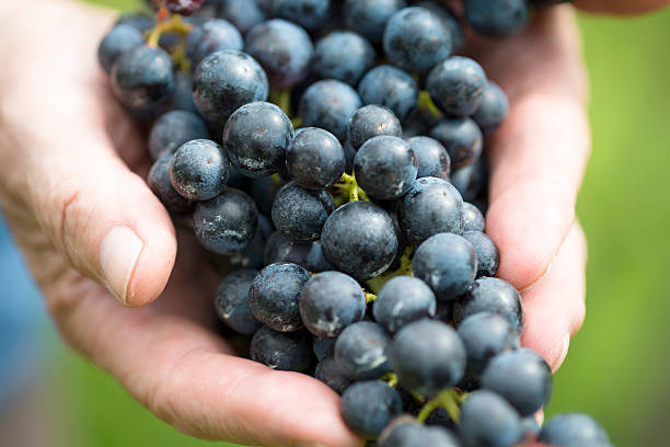 istock Hands Holding Refosco Grapes in an European Vineyard 486007780