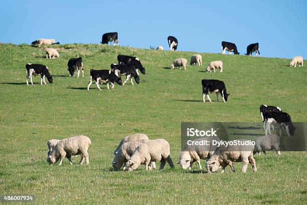 Sheeps In Green Rural Meadow South Island New Zealand Stock Photo - Download Image Now