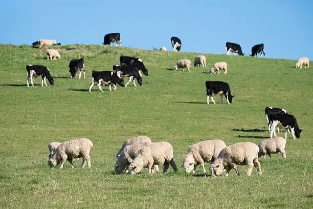 Sheeps in green rural meadow with cows, South Island, New Zealand