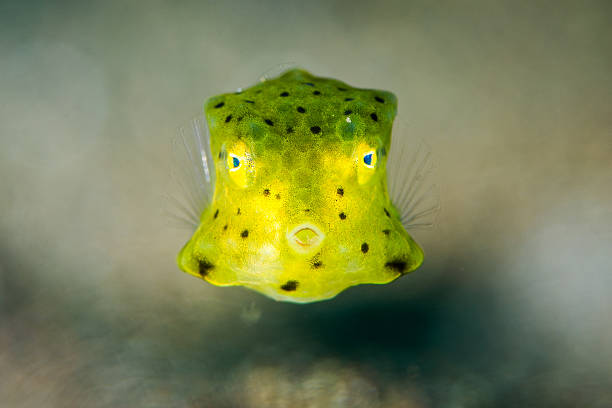 Juvenile Longhorn Cowfish, Lactoria Cornuta, front view. Photo taken in Amed, Indonesia.