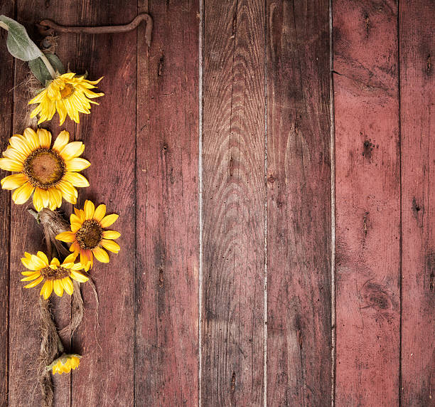 istock Sunflowers and an Old Barn Door 486010480