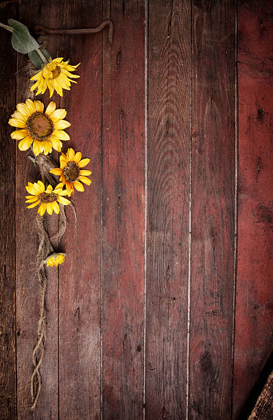 sunflowers y una vieja puerta del establo - wreath autumn flower thanksgiving fotografías e imágenes de stock
