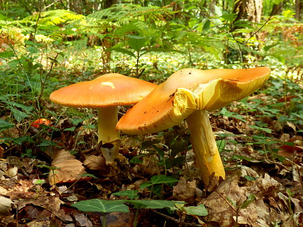 Amanita Caesarea Mushroom Amanita Caesarea Mushroom, aka Caesars Mushroom growing in woodland. In France known as Roi de Champignons amanita caesarea stock pictures, royalty-free photos & images