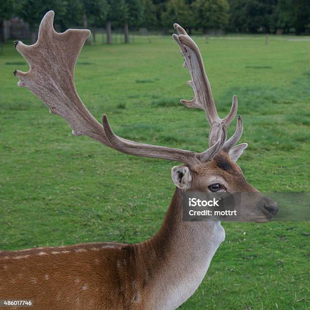 Fallow Deer Stock Photo - Download Image Now - Cheshire - England, 2015, Antler