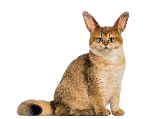 Cat With Rabbit Ears Sitting And Looking At The Camera Stock Photo -  Download Image Now - iStock