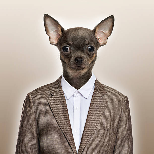 istock Chihuahua wearing a suit, beige background 486018077