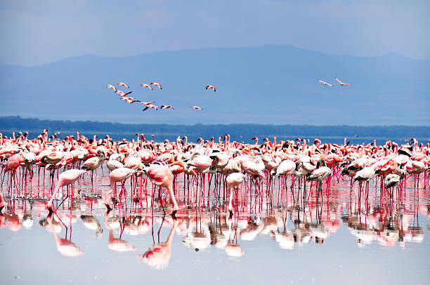 istock Flamingos in the lake 486018601