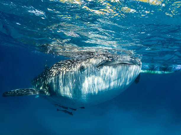 istock Large whale shark with remora near the surface 486018621