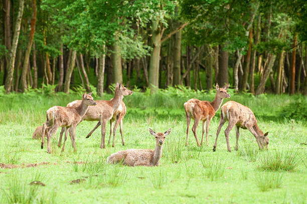 istock deer in woodland 486018855