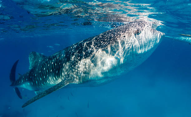 istock Whale shark feeding near the surface 486019019