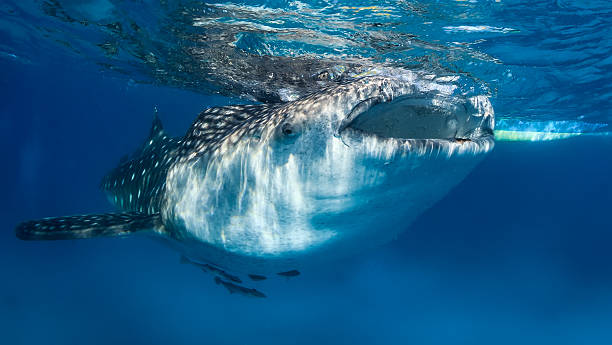 istock Whale Shark, mouth open feeding at the surface 486019643