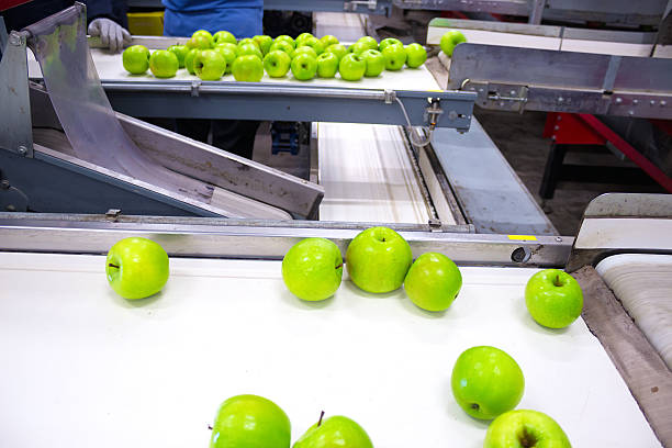 istock Apples in a Packing Plant 486019827