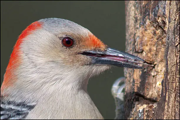 Photo of Red bellied wodpecker head shot.
