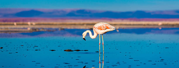 istock Atacama Desert with wild Flamingos, Chile 486020695