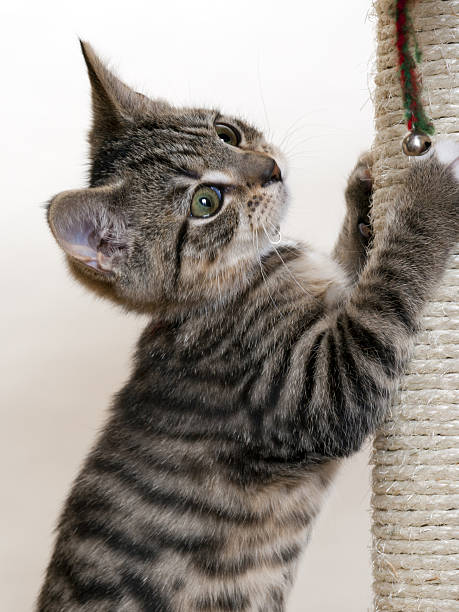 istock Wide eyed kitten, Playful kitten with a scratching post 486021272