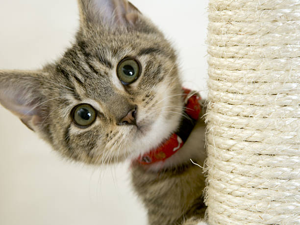 istock Wide eyed kitten on a scratching post looking at camera 486021276