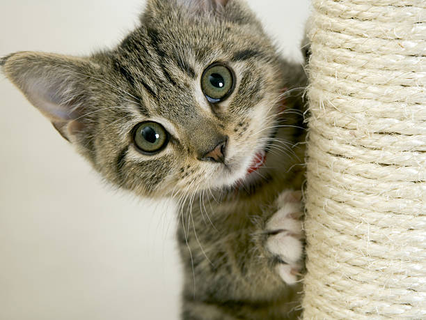 istock Wide eyed kitten on a scratching post looking at camera 486021326