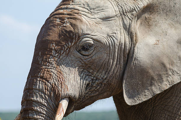 istock Portrait of african elephant 486021363