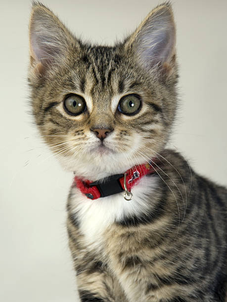 istock Cute kitten staring wide eyed at the camera 486021440