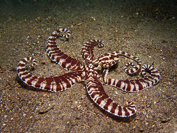 350+ Mimic Octopus Stock Photos, Pictures & Royalty-Free Images - iStock | Squid, Leafy sea dragon, Cuttlefish