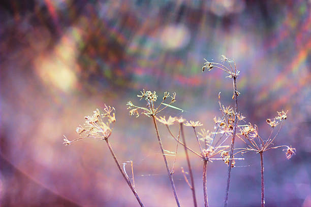 istock Lonely field weeds in meadow 486022277