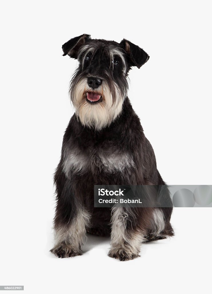 Miniature Schnauzer Stock Photo - Download Image Now - Schnauzer, White Background, Black Color - iStock Miniature Schnauzer Stock Photo - Download Image Now - Schnauzer, White Background, Black Color - Istock