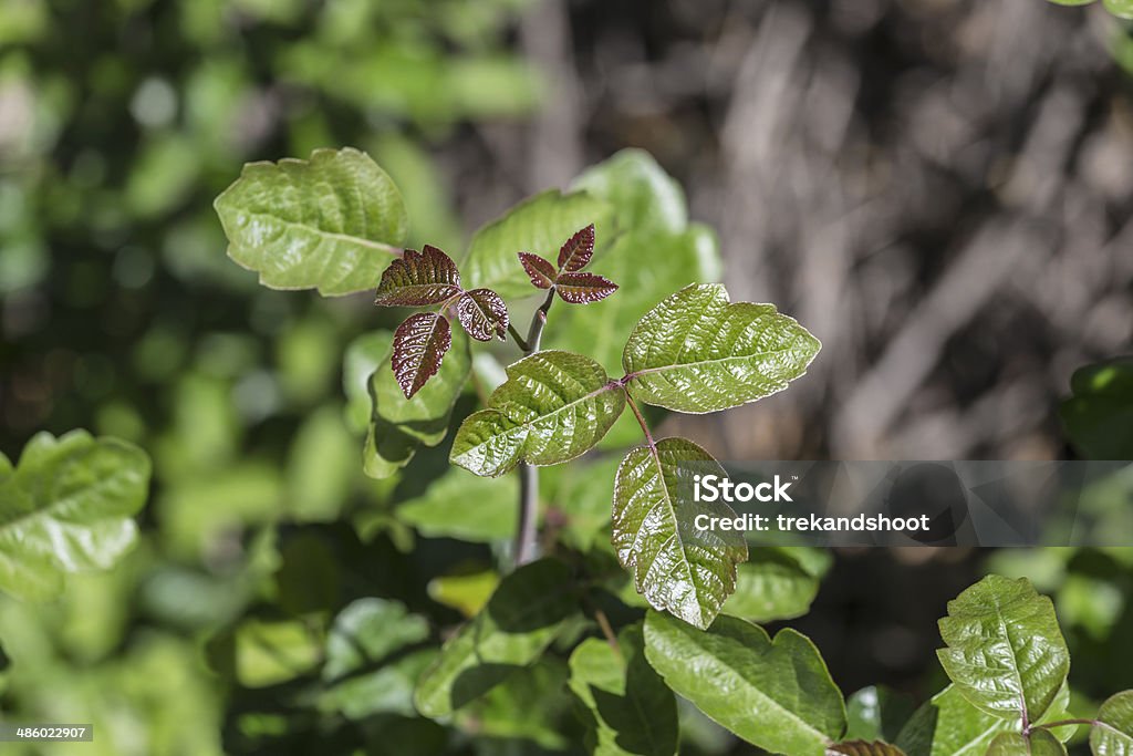 Poison Oak Poison Oak showing fresh spring growth. Poison Ivy Stock Photo