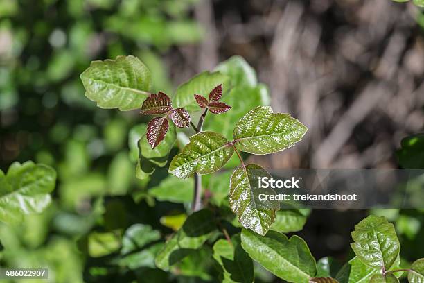 Poison Oak Stock Photo - Download Image Now - Poison Ivy, Poison Oak, Leaf