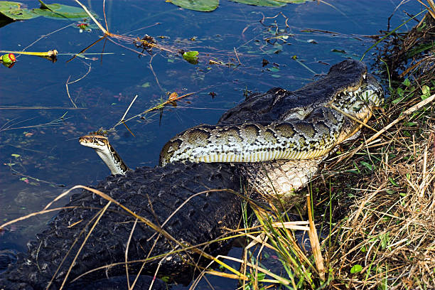 Fight to the death 12/24/05 An American Alligator battles an exotic snake (Python) in the Florida Everglades . The battle rages on for 10 hours with the Alligator taking the snake underwater and drowning it . This rare event that I was able to document illustrates the problem in Florida with the Pythons which are invasive species and are creating a serious problem in the Florida Ecosystem.  everglades national park photos stock pictures, royalty-free photos & images