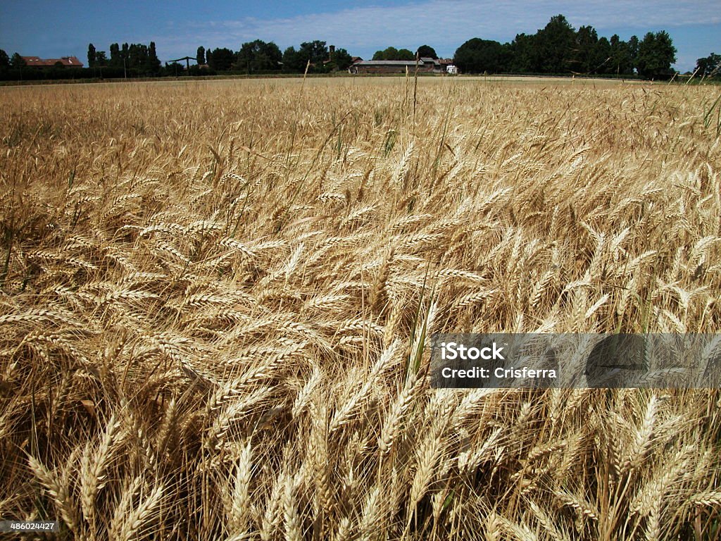 Campo di grano doro - Foto stock royalty-free di Agricoltura