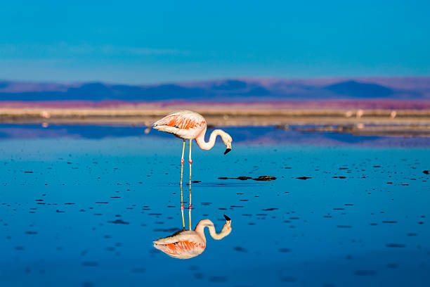 atacama desert mit wilden flamingos, chile - salar stock-fotos und bilder