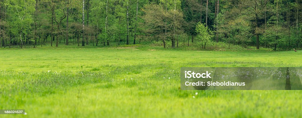 Meadow in front of a mixed european forest in spring. Lush meadow in front of a mixed european forest in spring. At The Edge Of Stock Photo